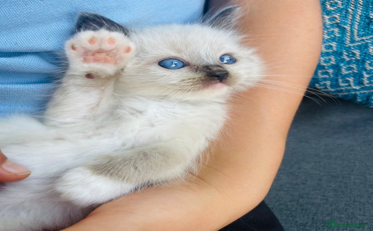 Ragdoll cats - Advert 10