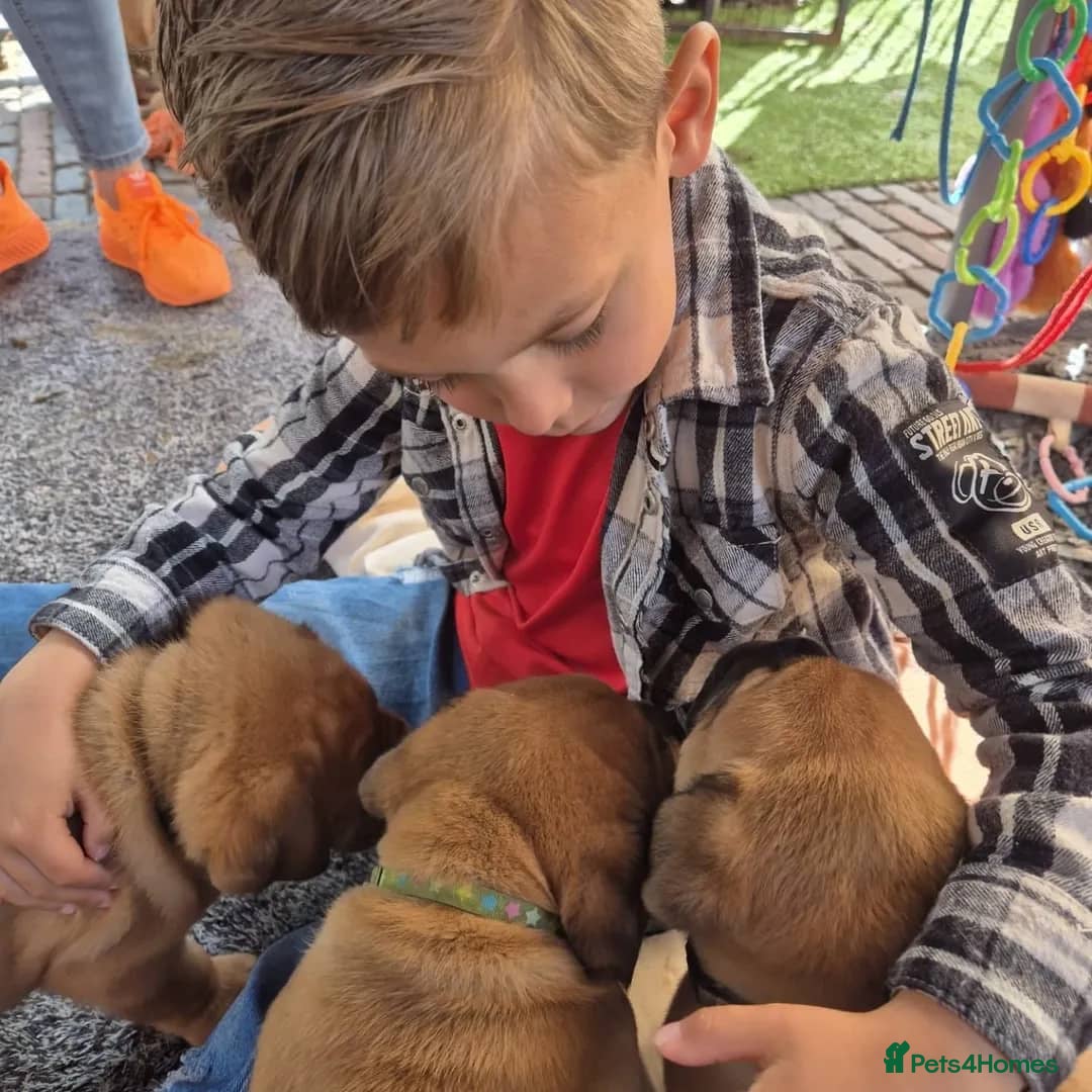 Dogue De Bordeaux dogs for sale: Majestic Dogue de Bordeaux Puppies for Rehom🐾👑 - Advert 2