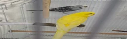 Budgerigars birds for sale: FREE 2 female budgie in Hornchurch - Advert 2