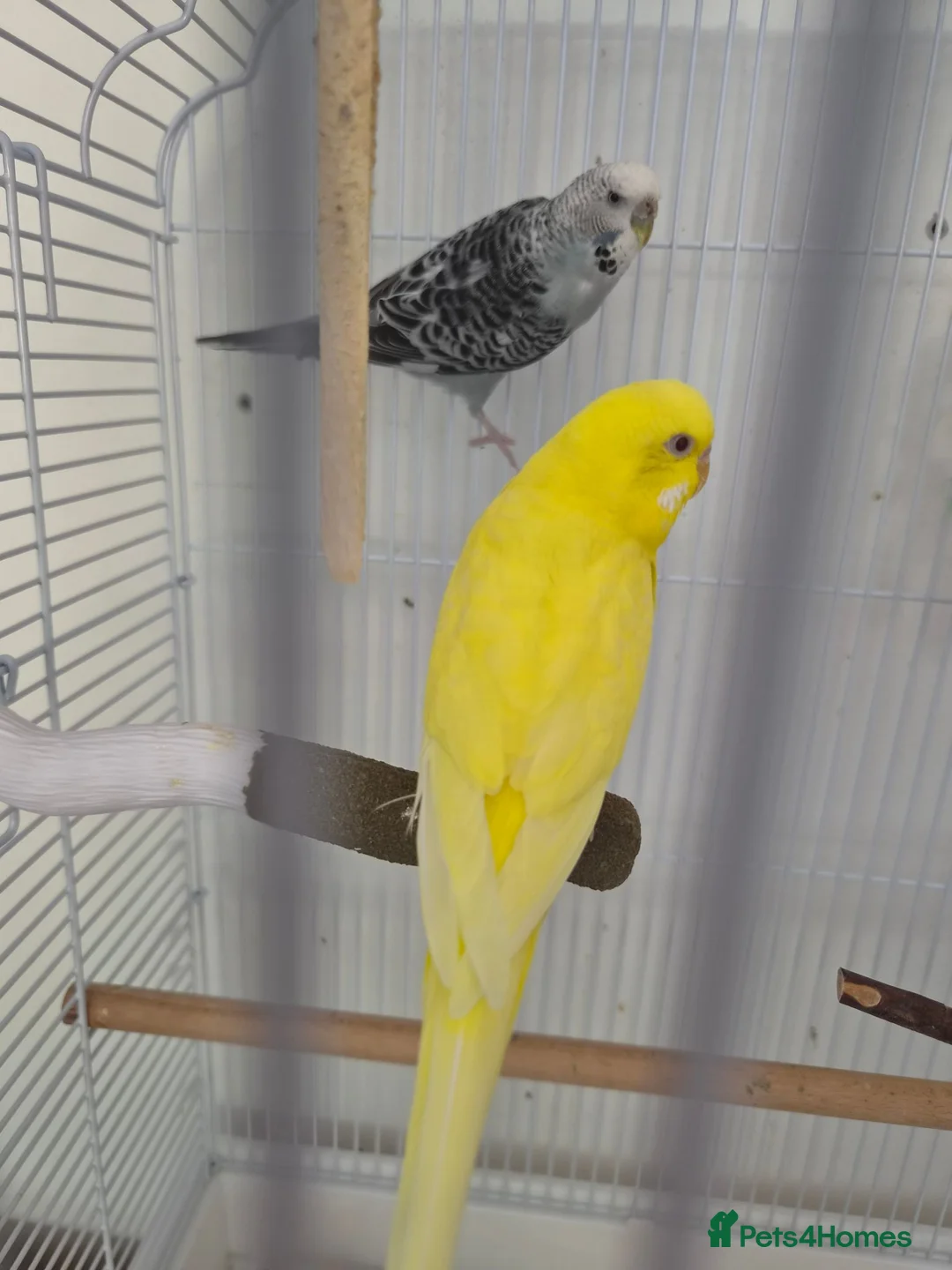 Budgerigars birds for sale: FREE 2 female budgie in Hornchurch - Advert 2