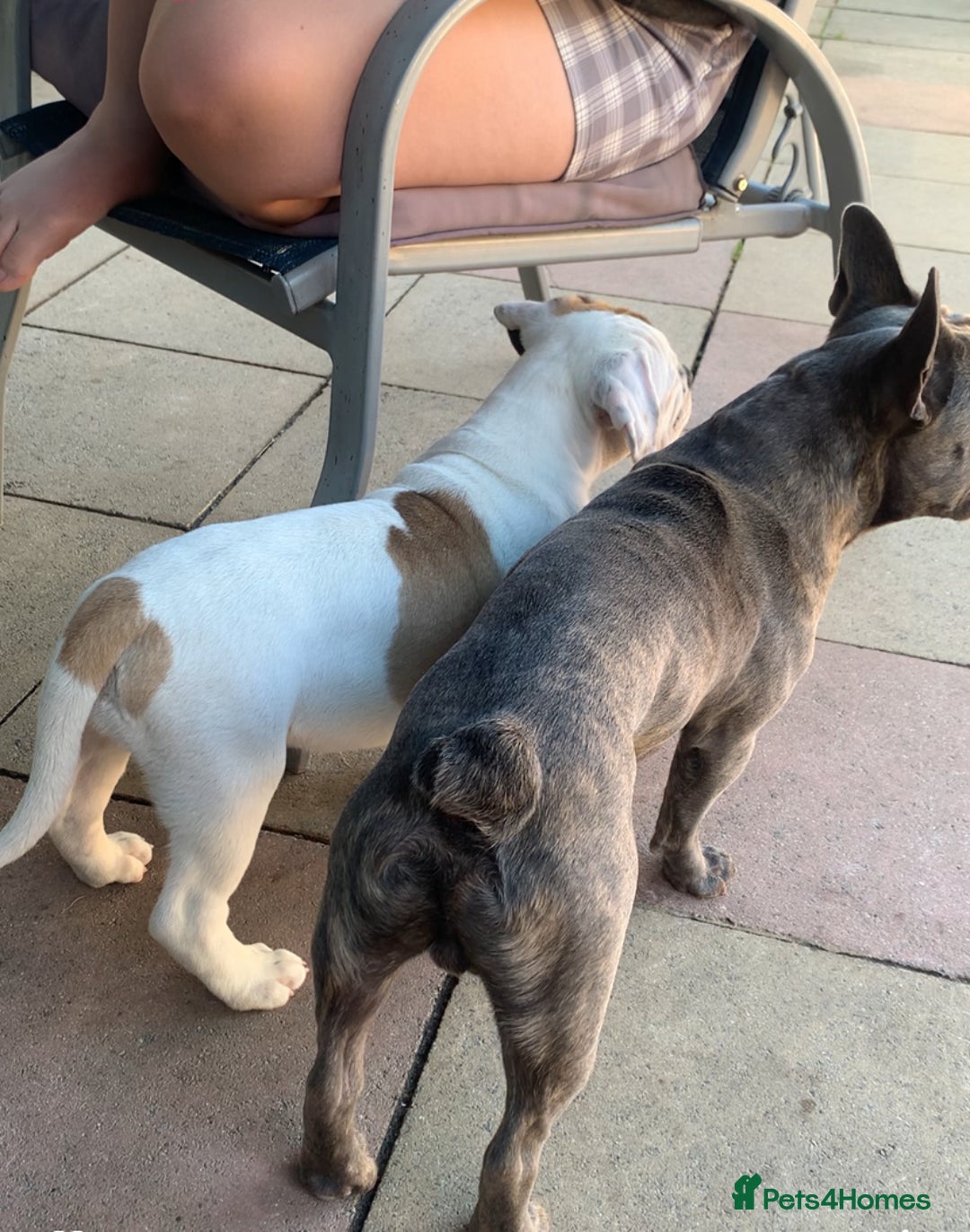 Dorset Olde Tyme Bulldogge dogs for sale: 12 week old olde Tyme bulldog female - Image 6