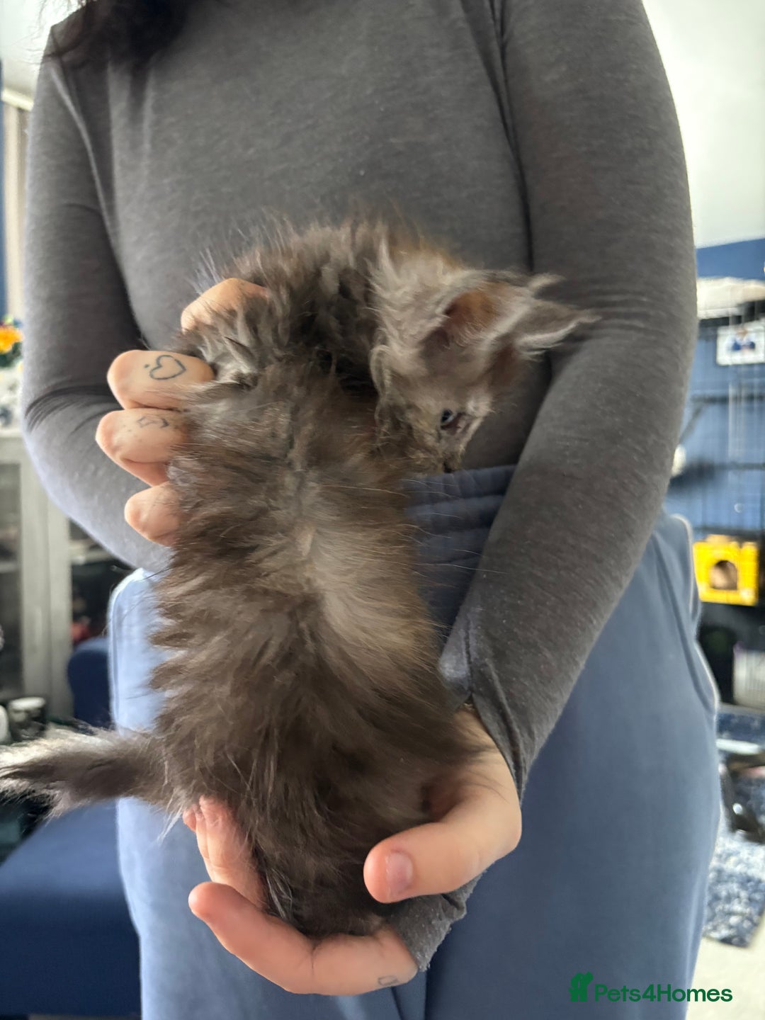 Maine Coon cats for sale: Stunning pedigree mc kitten girl - Image 3