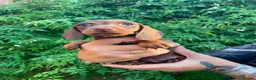Dachshund dogs for sale: Beautiful litter of Rainbow Puppies - Advert 9