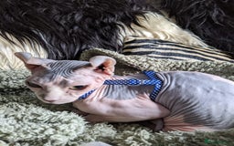 Sphynx cats for sale: Elf Sphinx  - Image 5