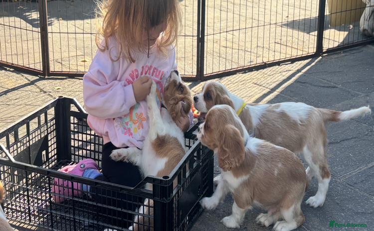Cavalier King Charles Spaniel dogs - Advert 5