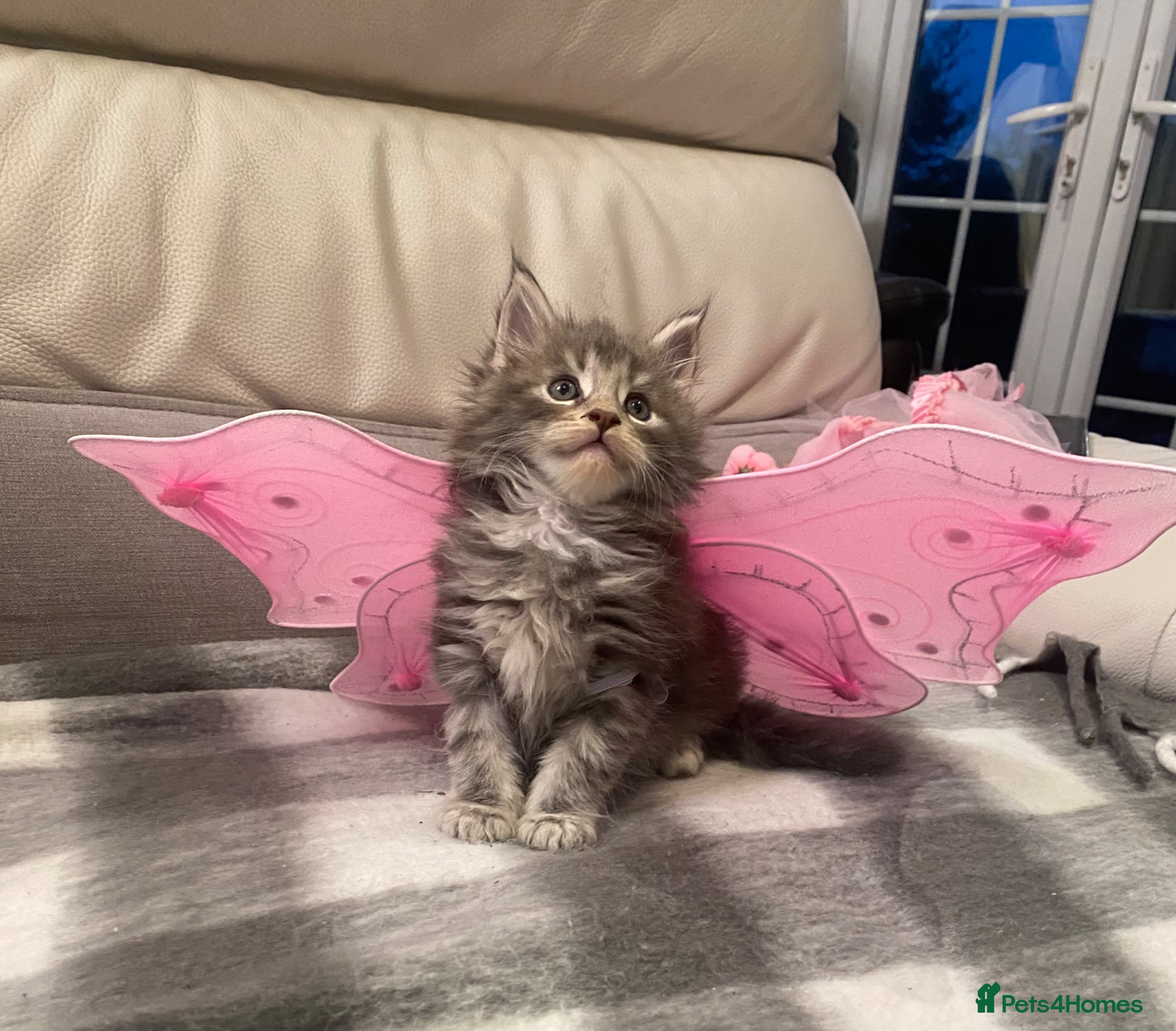 Maine Coon cats Pedigree Maine coon kittens - Advert 1