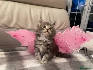 Maine Coon cats Pedigree Maine coon kittens - Advert 1