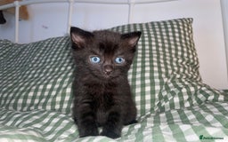 Domestic Shorthair cats for sale: All black female kittens available  - Image 1