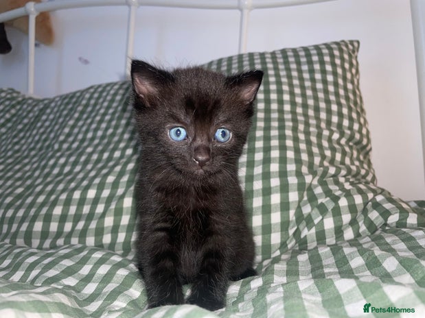 Domestic Shorthair cats - Advert 11