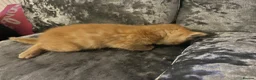 Mixed Breed cats for sale: Beautiful playfull kittens  in Nottingham - Advert 3
