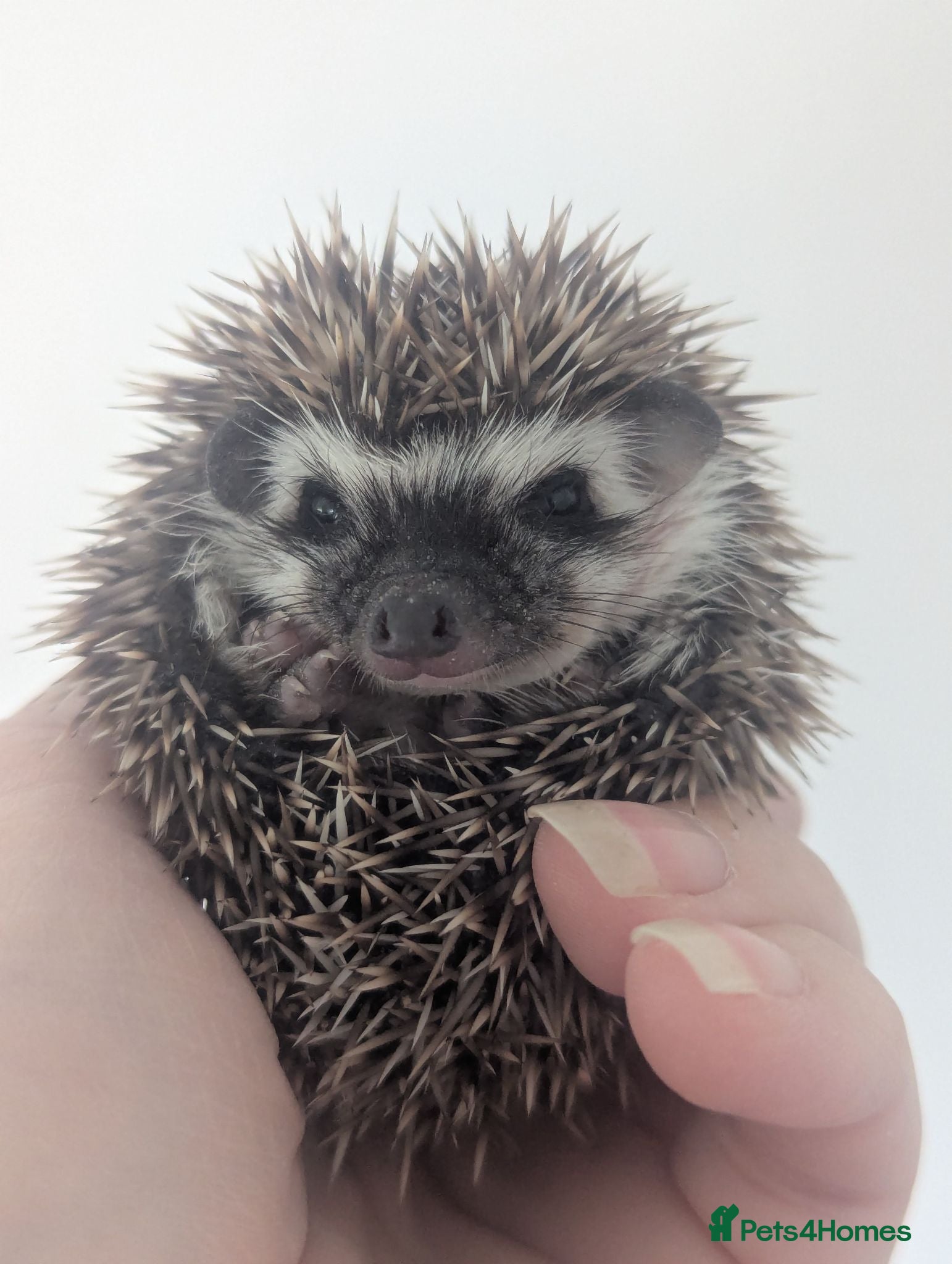 Pygmy Hedgehog rodents Beautiful Little Hoglets Ready to Reserve Now - Advert 1