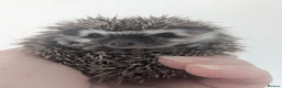 Pygmy Hedgehog rodents for sale: Beautiful Female Hoglets Ready Now 8 weeks old!!! - Advert 12