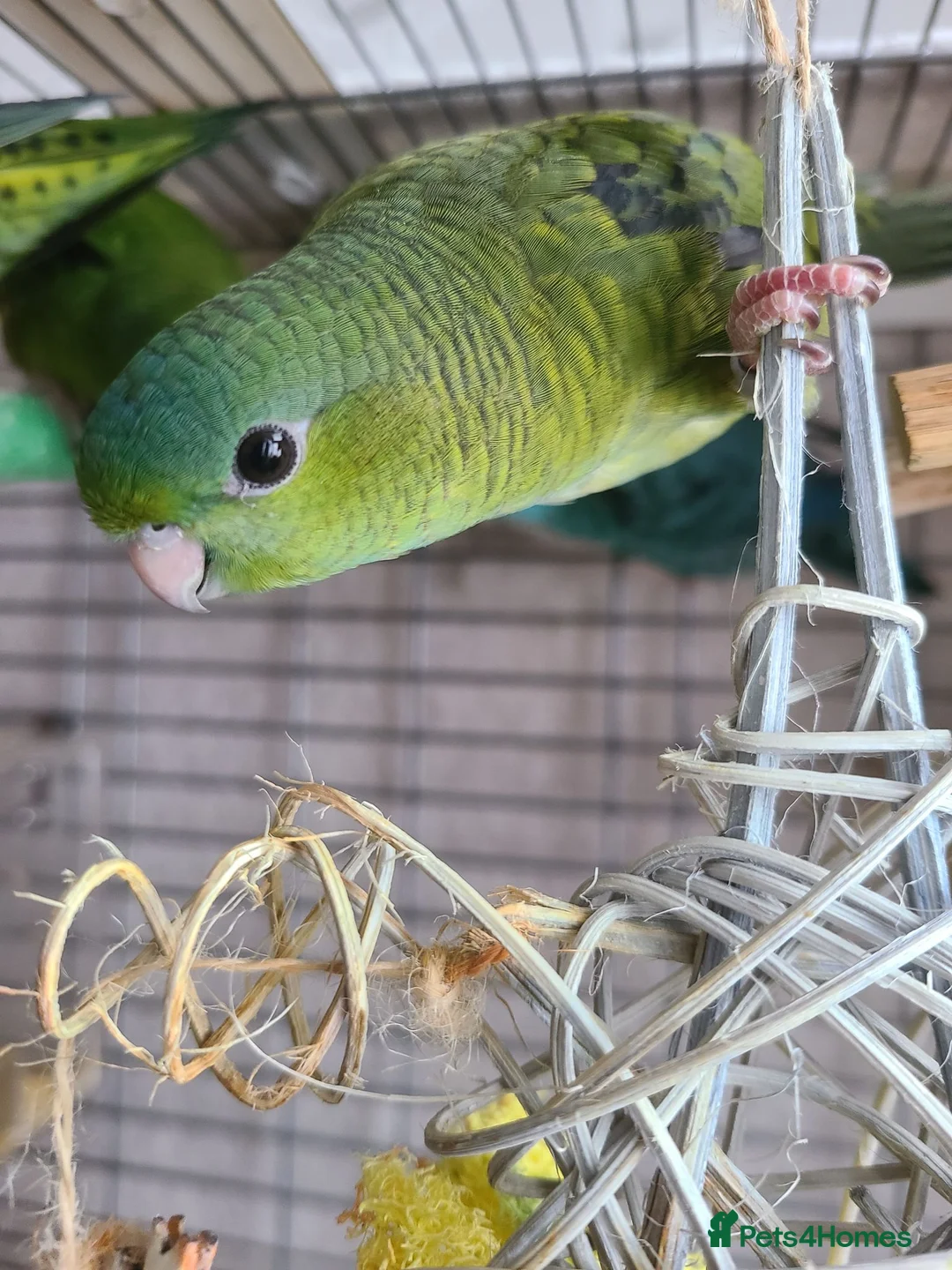 Parakeets birds for sale: Lineolated Parakeets - Advert 7