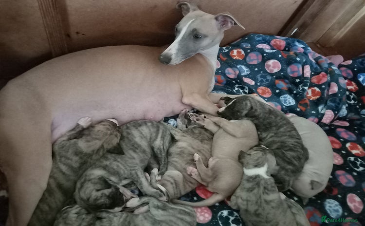 Whippet dogs - Advert 1