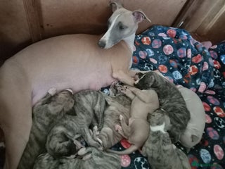 Whippet dogs - Advert 1