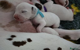 Dalmatian dogs for sale: Looking for 5* homes   - Image 11