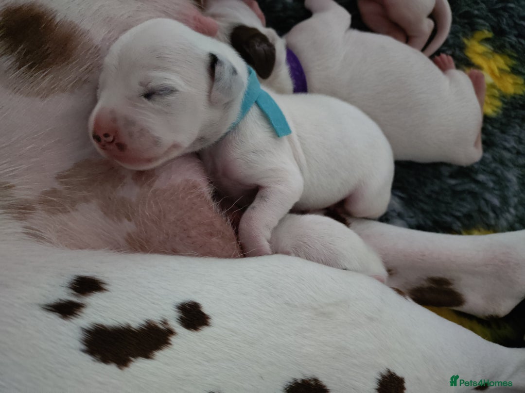 Dalmatian dogs for sale: Looking for 5* homes   - Image 11
