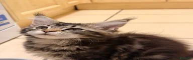 Kitten 4