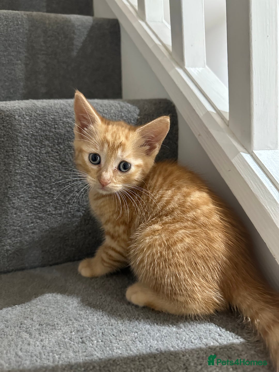 Domestic Shorthair cats for sale: Ginger Kittens (3) - Image 3