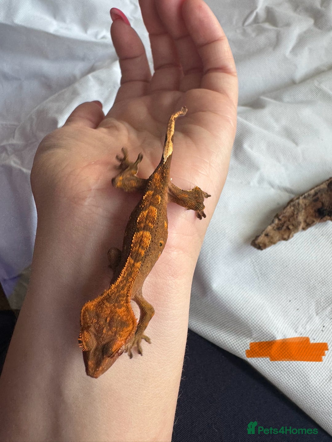 Gecko reptiles for sale: Baby crested geckos  - Image 6