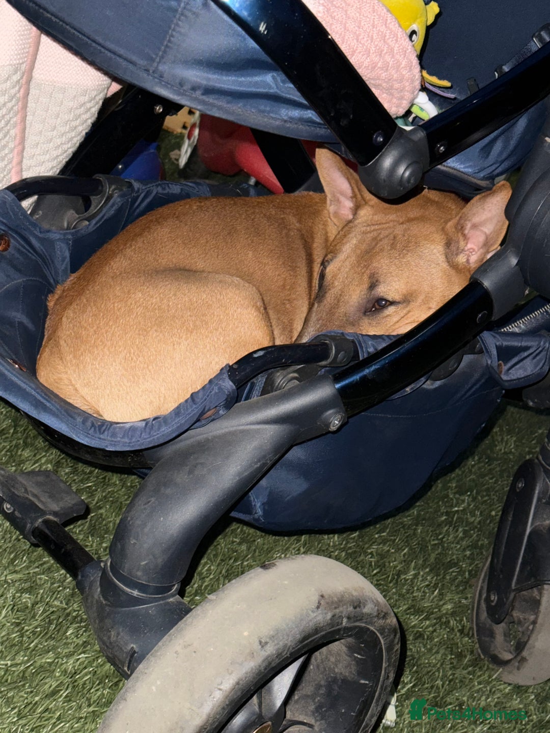 Miniature Bull terrier dogs for sale: Minuter English bull terrier  - Image 4
