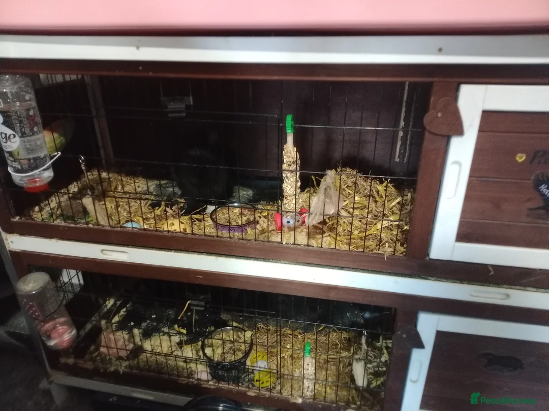 Lionhead rabbits for sale: Two Lion Head Rabbits - URGENT HOME NEEDED  - Advert 7
