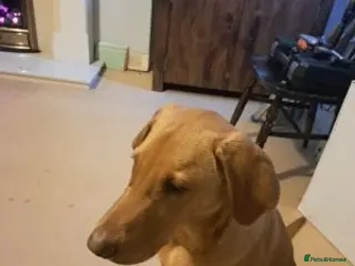 Labrador Retriever dogs Brilliant male Labrador retriever needs a new home in Edinburgh - Advert 18