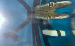 Other/Mixed Breed fish for sale: Snakehead and 2 parrot Cichilds - Image 2