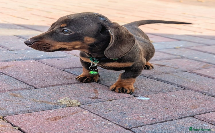 Dachshund dogs - Advert 4