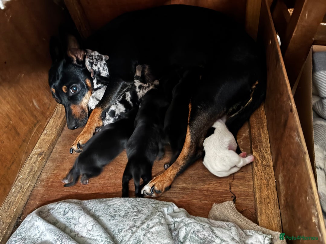 Jack Russell dogs for sale: Beautiful litter of Jack russel pups  - Advert 1