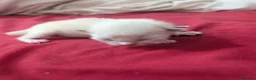 Ragdoll cats for sale: 5 beautiful ragdoll kittens  in Liverpool - Advert 3