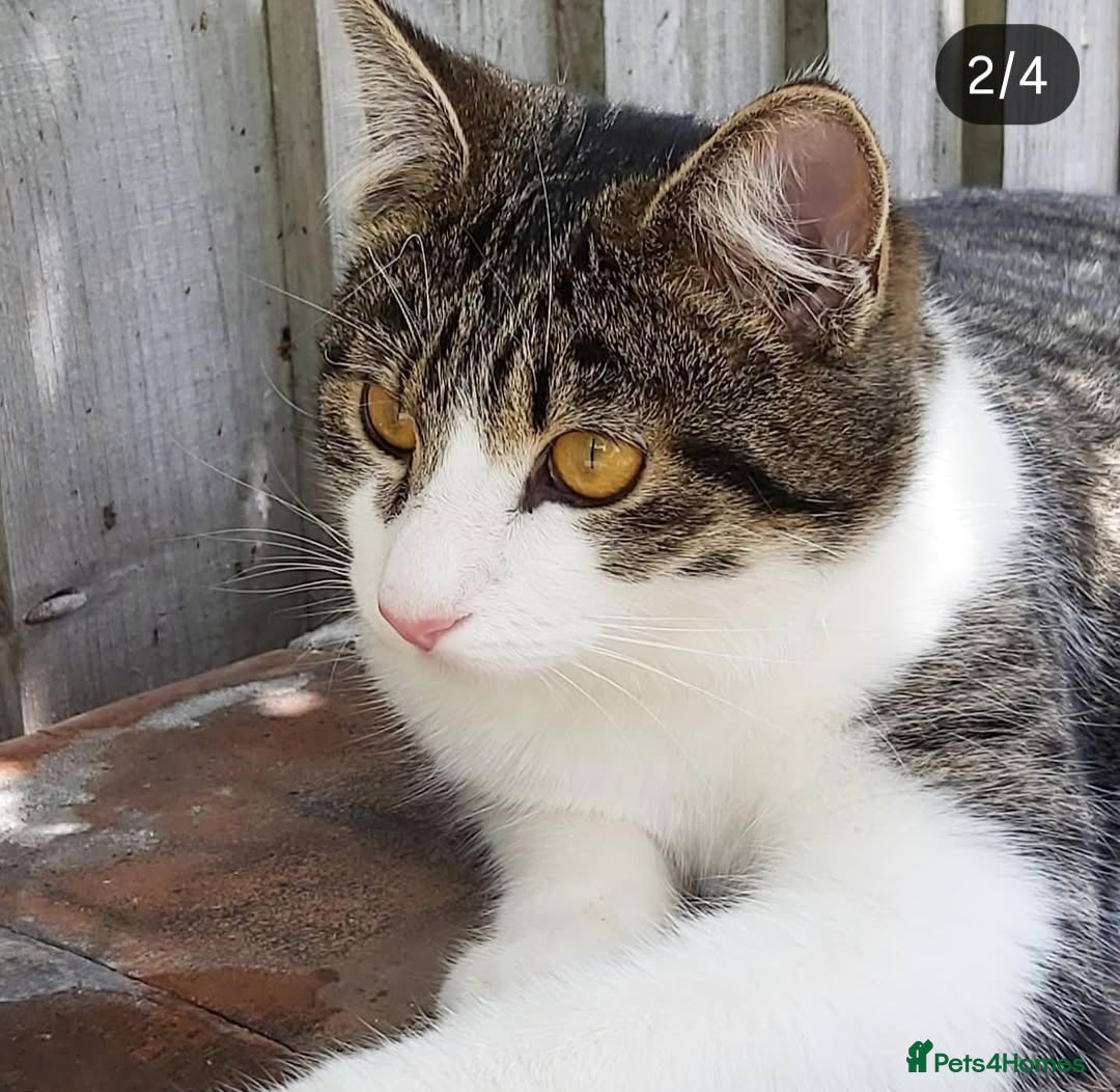 Mixed Breed cats for sale: Looking for a loving home for our Male cat - Advert 2