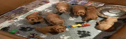 Cocker Spaniel dogs for stud: Show cocker for stud  - Advert 4