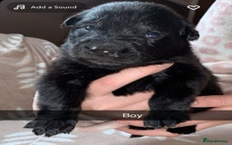 German Shepherd dogs for sale: BEAUTIFUL GERMAN SHEPS   - Image 9