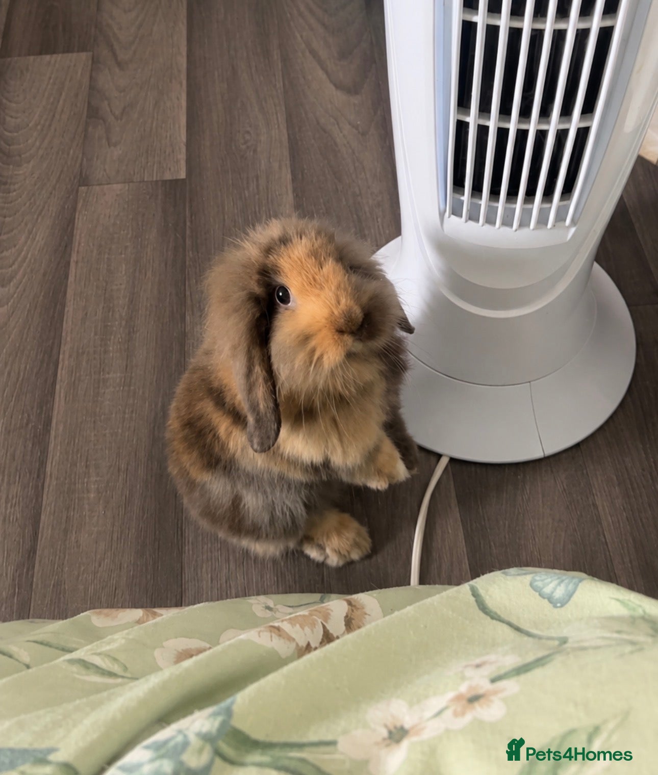 Mixed Breed rabbits Gorgeous harlequin mini-lop x lionhead girl - Advert 3