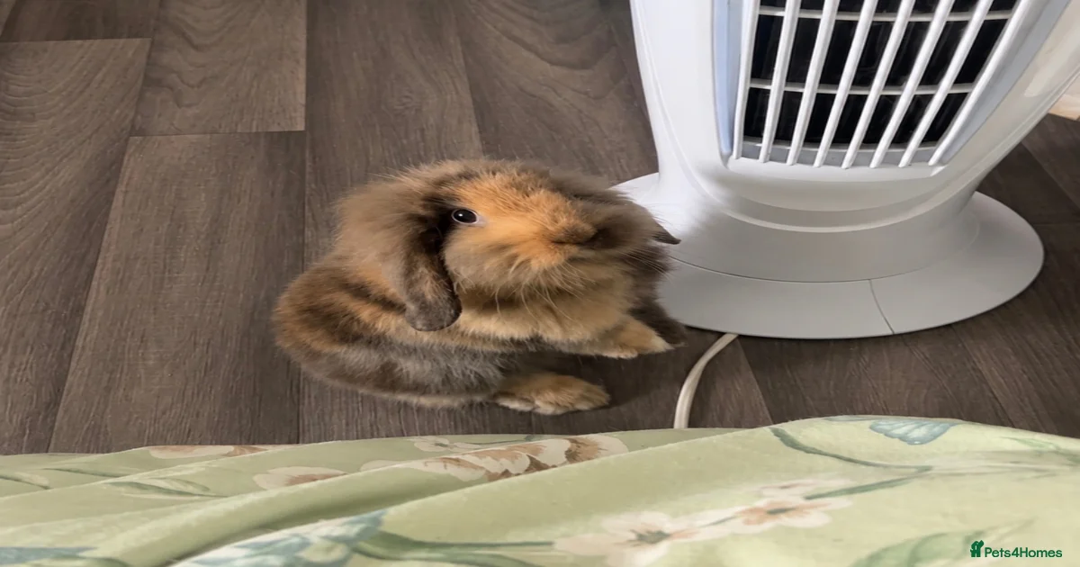 Lionhead lop Mixed Breed Rabbits for Sale for sale | Pets4Homes