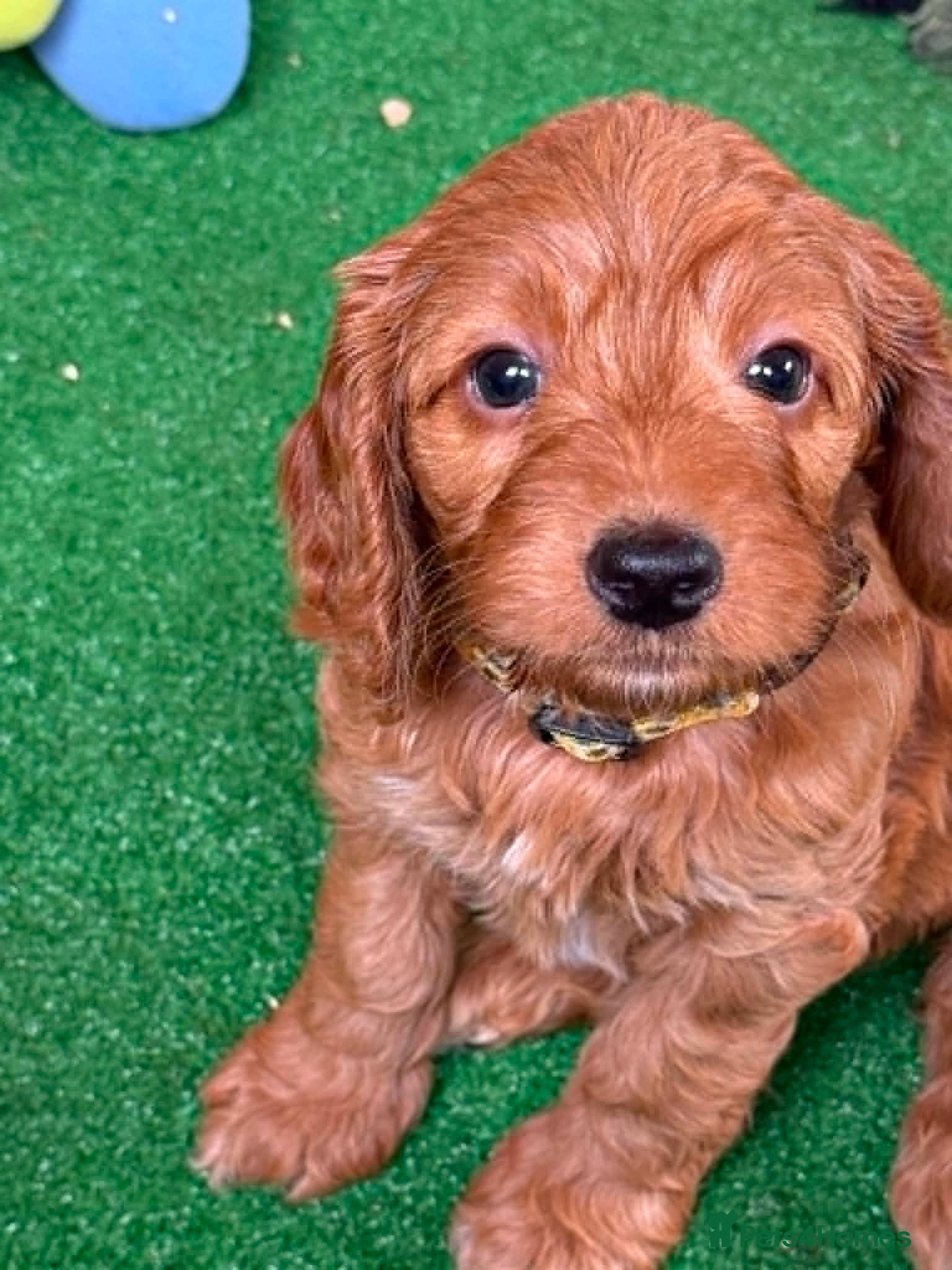 Cockapoo dogs WOW! stunning F1 litter, 3rd gen of my breeding.  - Advert 15