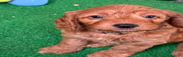 Cockapoo dogs for sale: READY NOW Last cheeky boy available - Advert 14