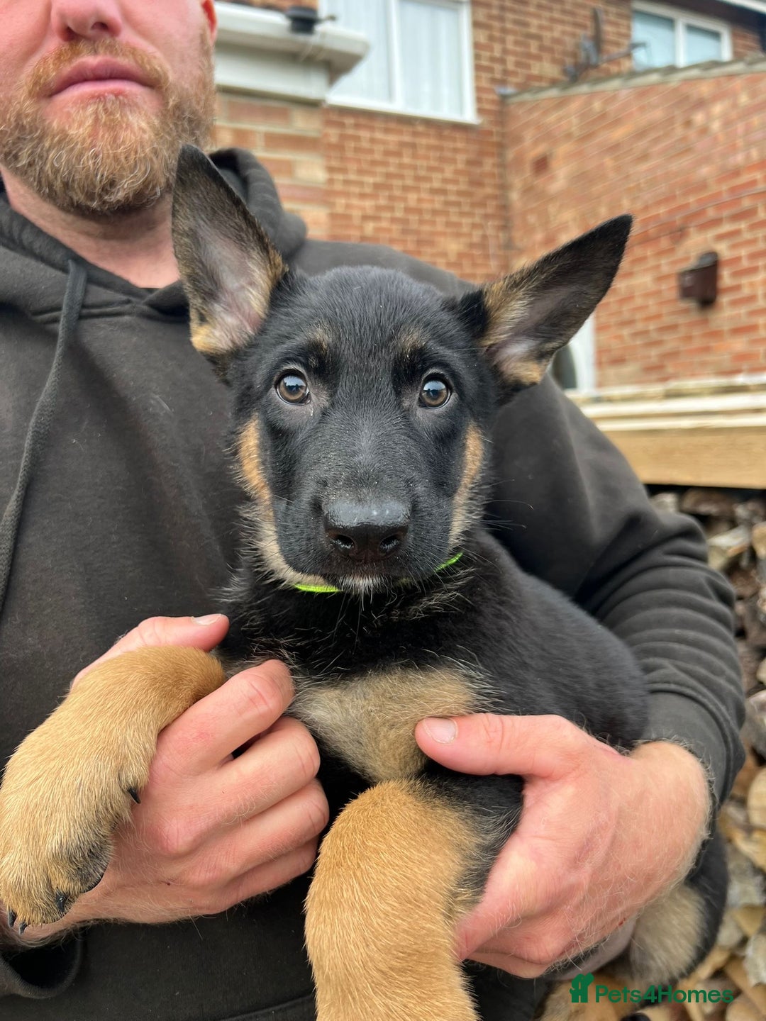 Mixed Breed dogs for sale: Czech shepherd x Belgium malinois - Image 9