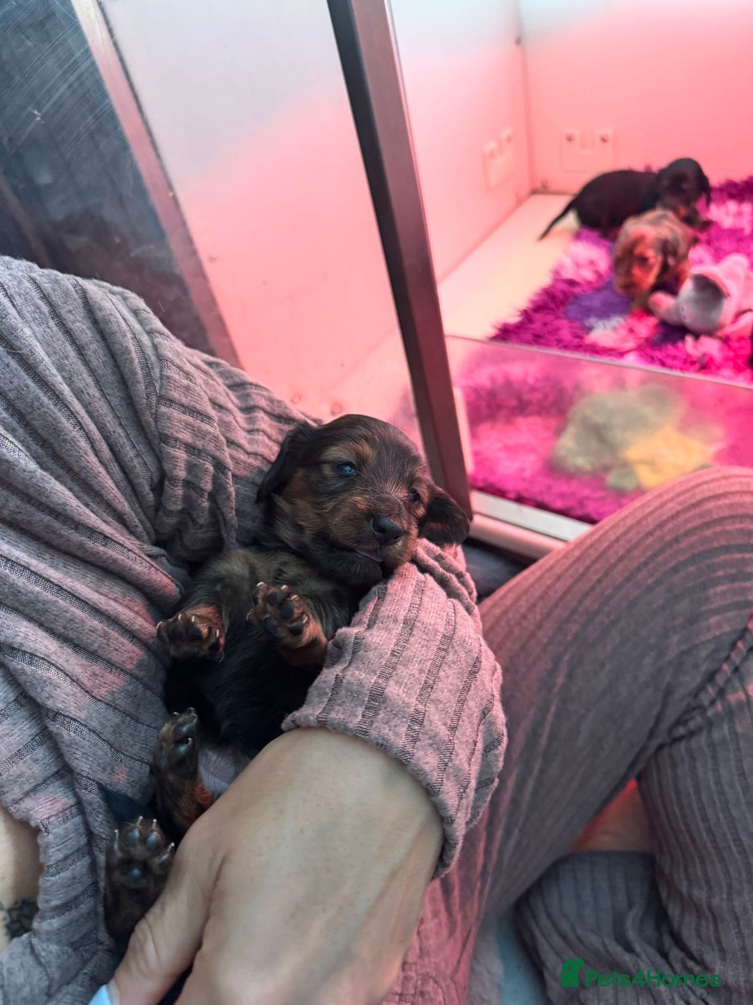 Miniature Dachshund dogs for sale: Miniature long-haired dachshunds - Image 28