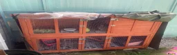 Netherland Dwarf rabbits for sale: Brown Netherland Dwarf Female in Slough - Advert 3