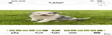 Border Collie Puppy 1