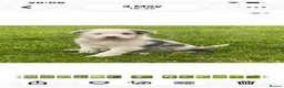 Border Collie dogs for sale: Super border collie blue Merle pups for sale in Knighton - Advert 3