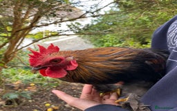 Chickens poultry for sale: Pekin cross , Bantam Cockerels for sale  - Advert 3