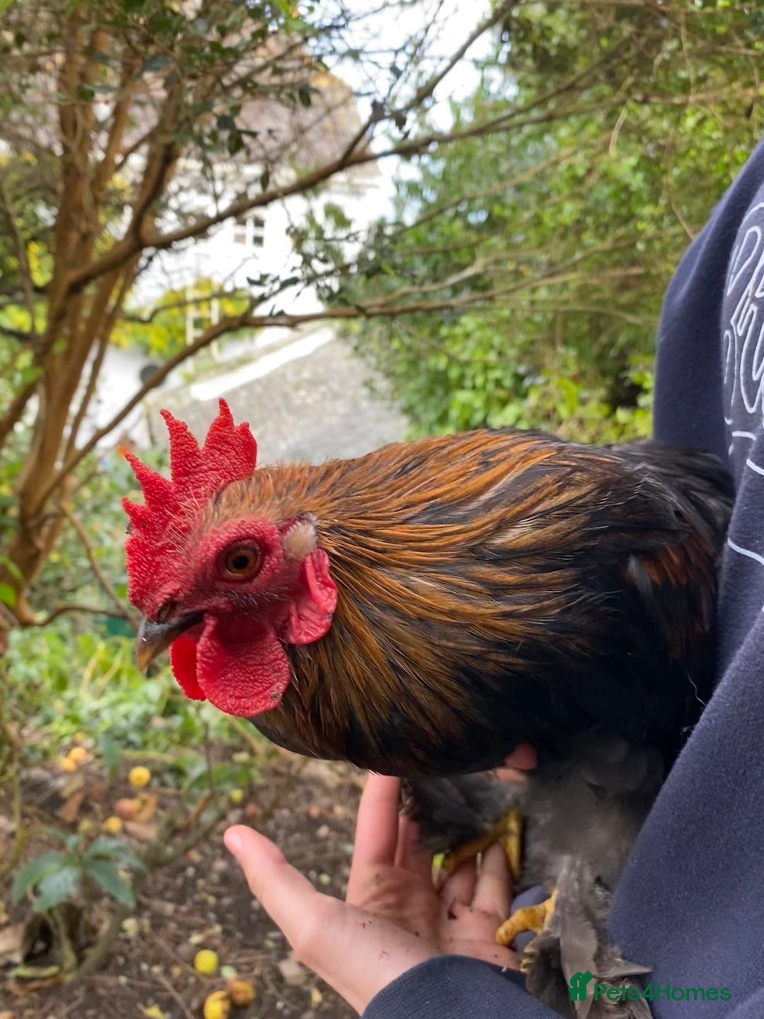 Chickens poultry for sale: Pekin cross , Bantam Cockerels for sale  - Advert 3