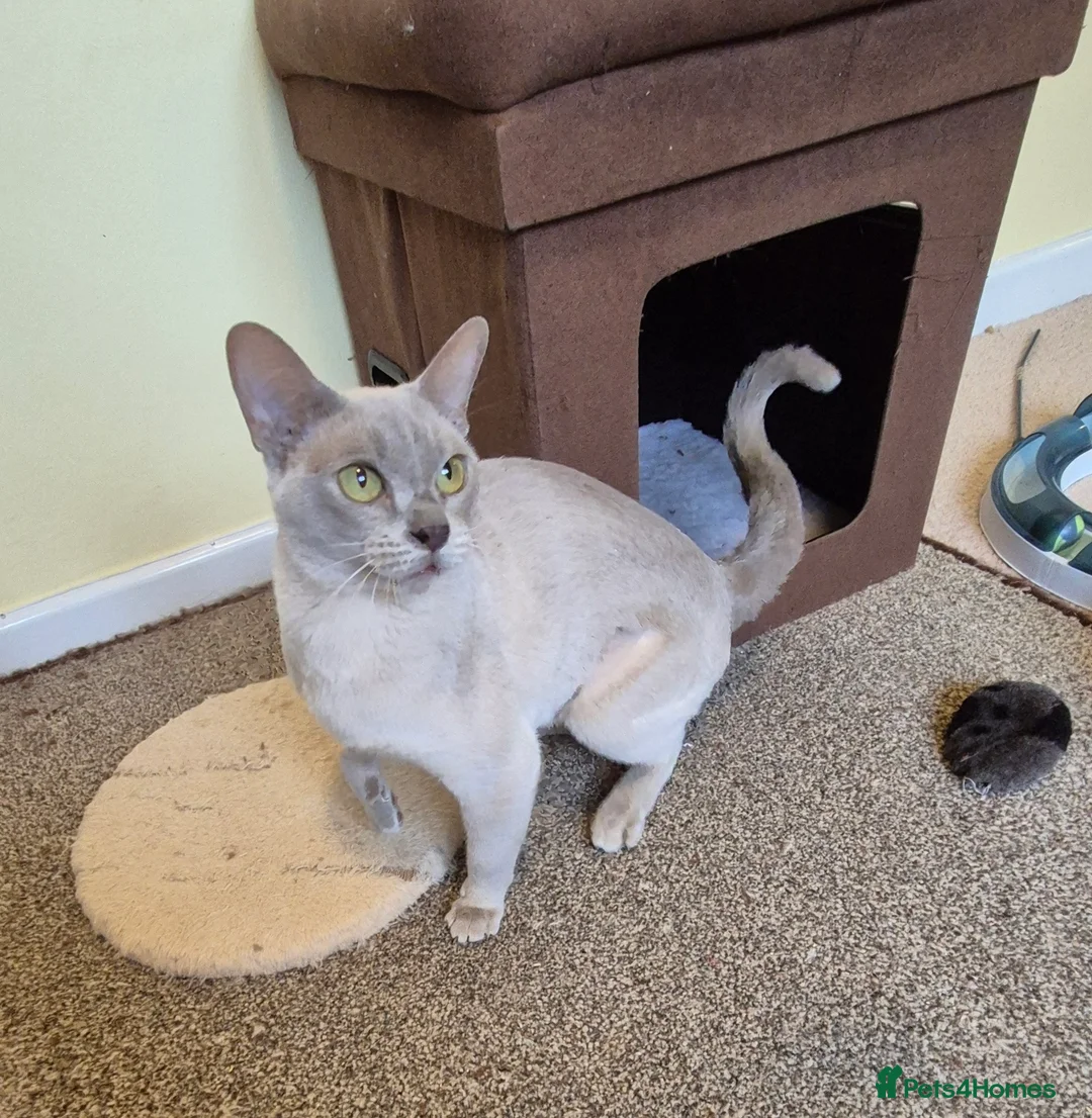 Burmese cats for sale: Gorgeous Lilac Female Burmese Cat - Advert 4