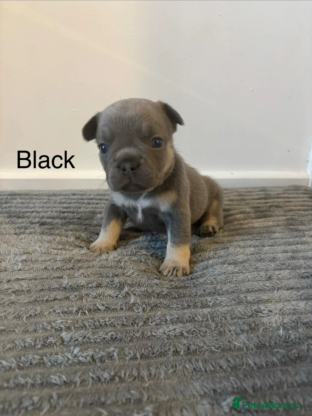 French Bulldog dogs for sale: KC French bulldog puppies - Advert 34
