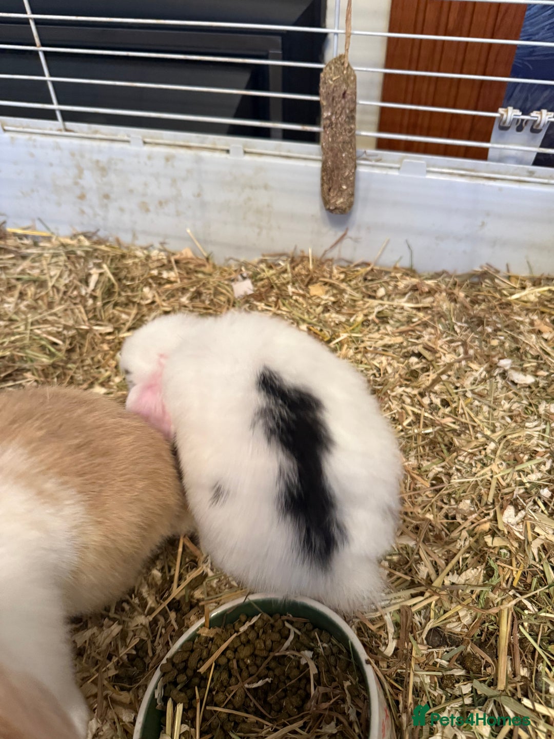 Mini Lop rabbits for sale: Two mini lop rabbits  - Advert 6