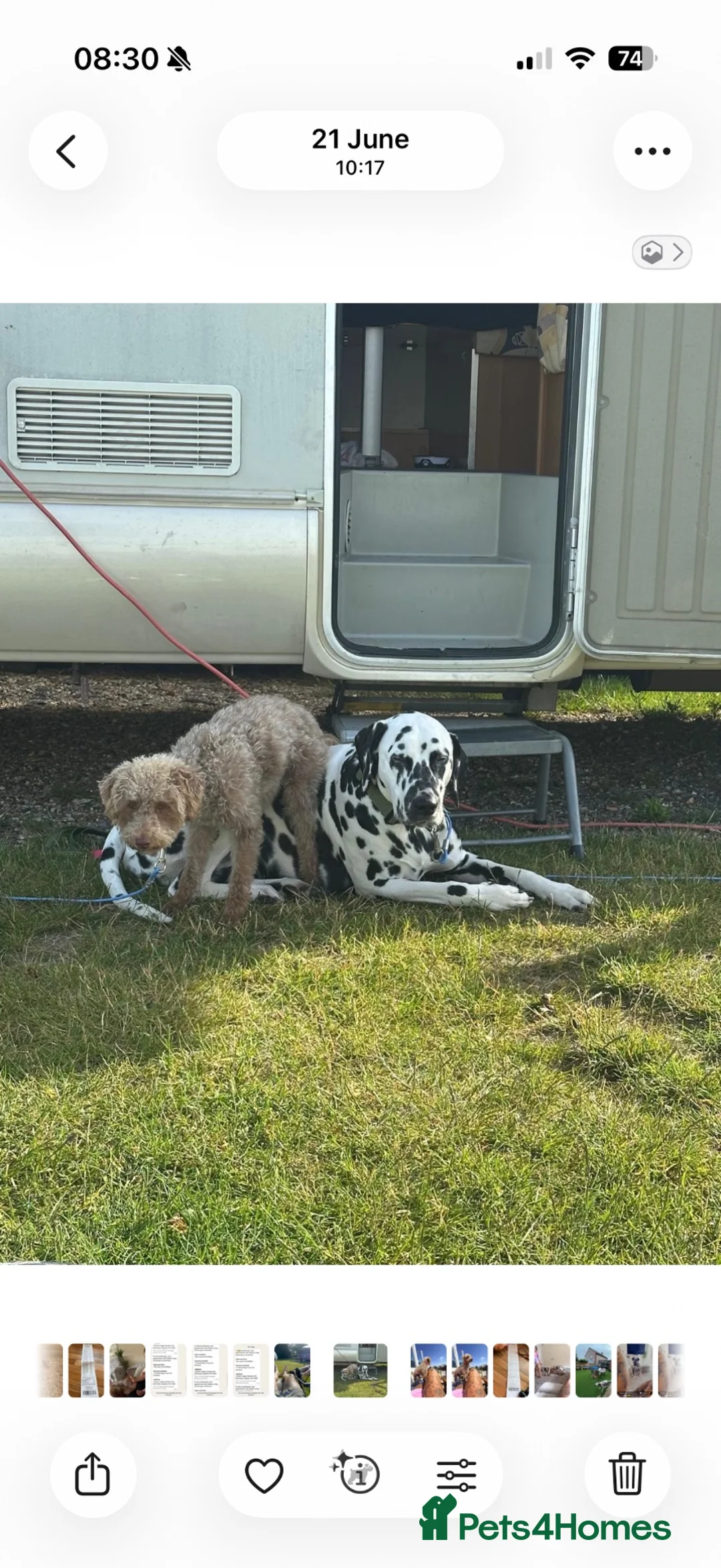 Dalmatian dogs for sale: Boss 4yr old dalmation in Waterlooville - Advert 2