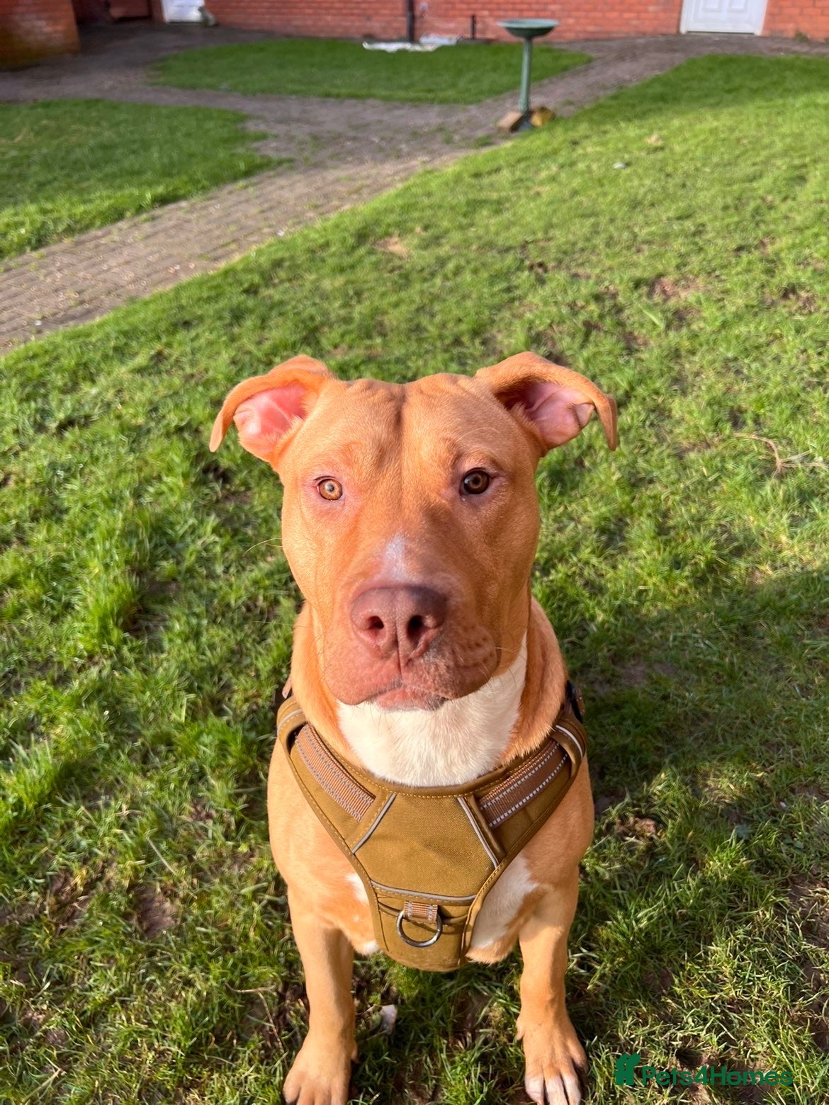 Mixed Breed dogs 11 month old male  - Advert 2